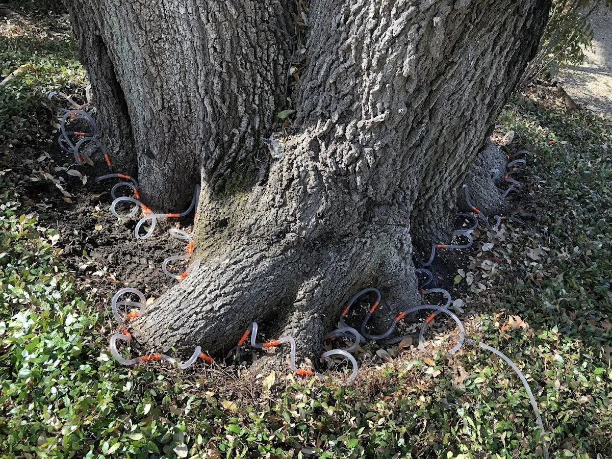 Detailed Tree Cabling and Bracing job site in Newburyport