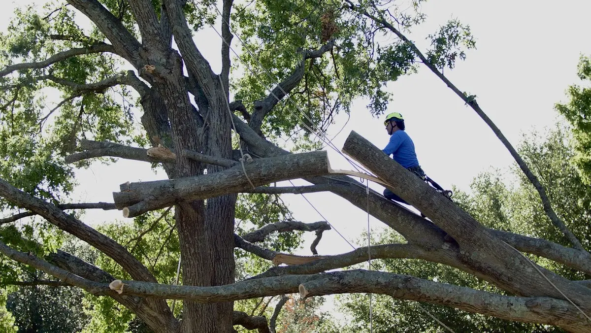 Professional Crown Thinning performed by certified arborists in Newburyport