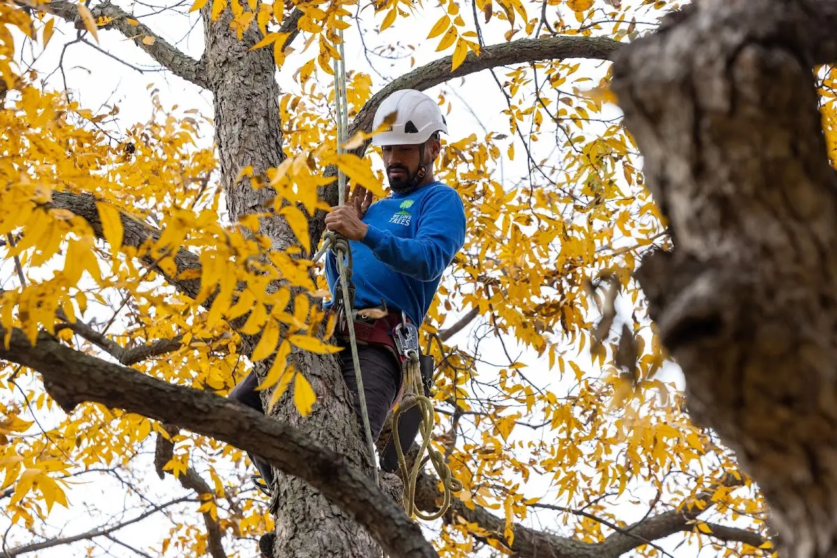 Skilled Tree Pruning crew working in Newburyport